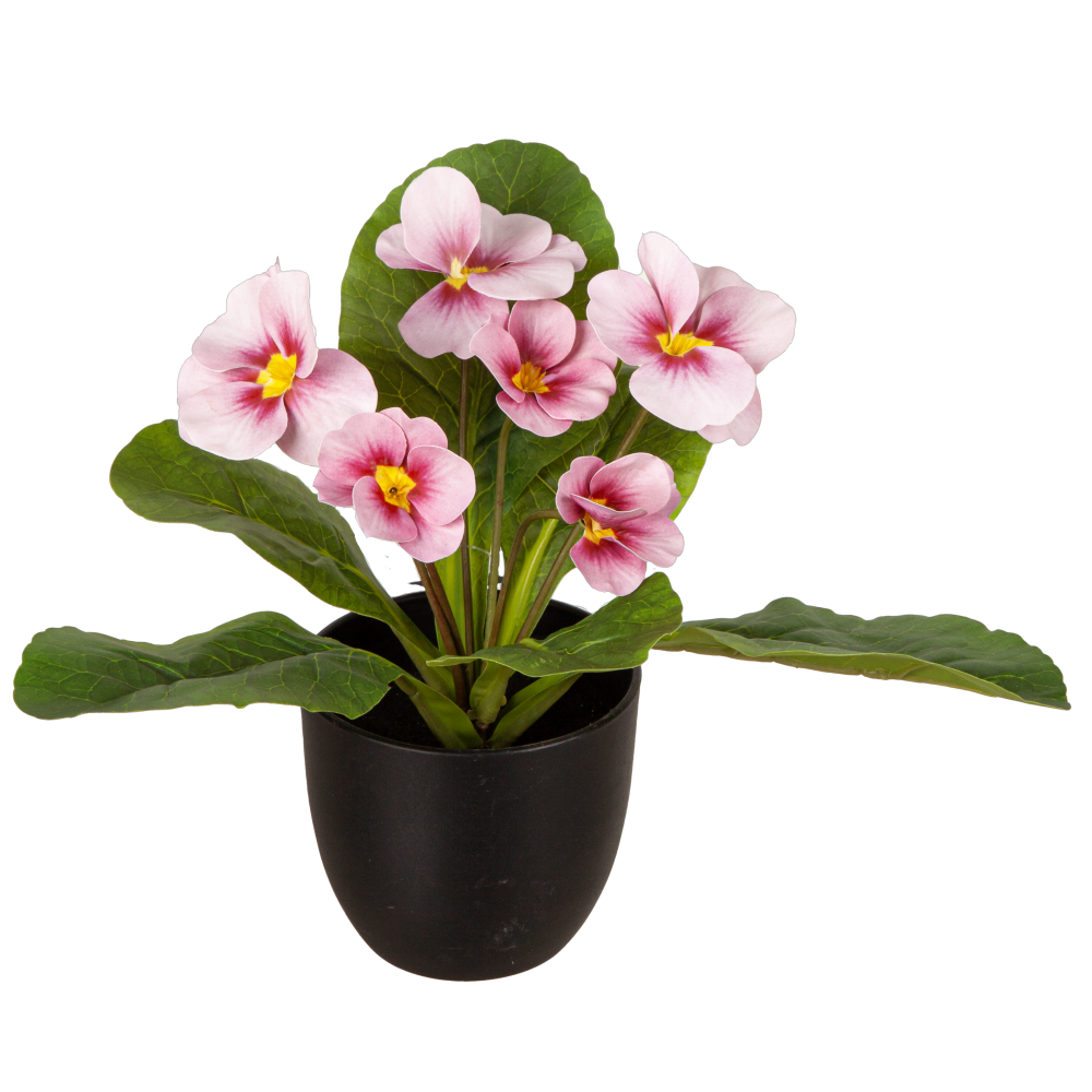primula en pot