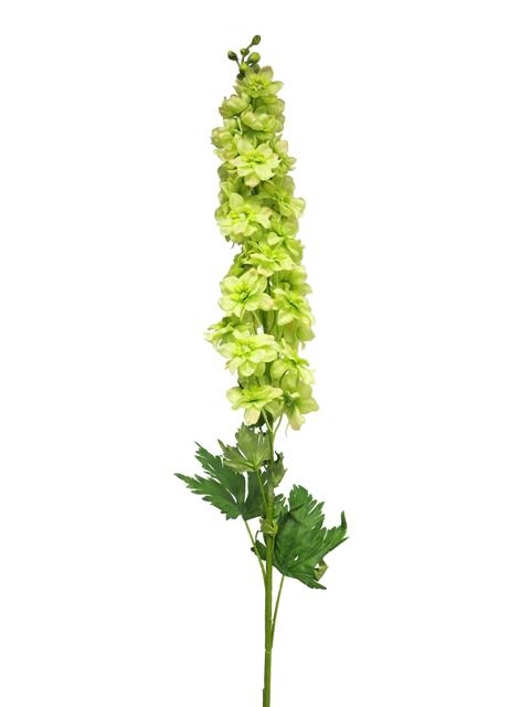 [0043488] delphinium