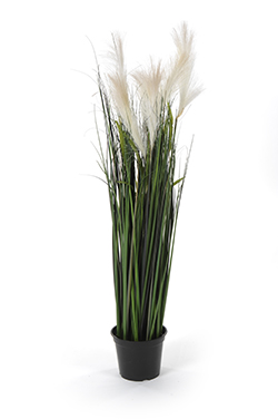reed in pot