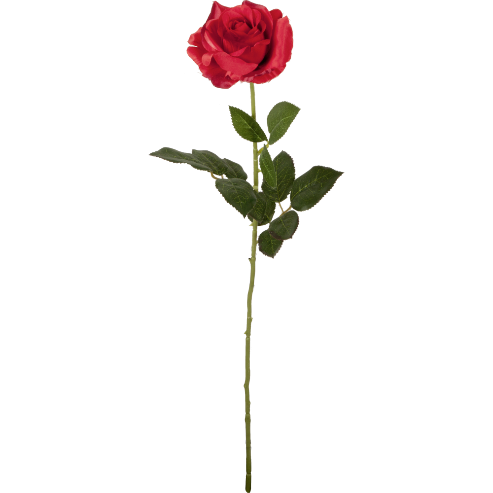 [0685685] rose