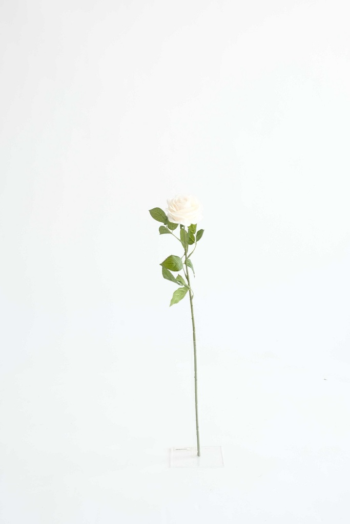 [0043479] rose
