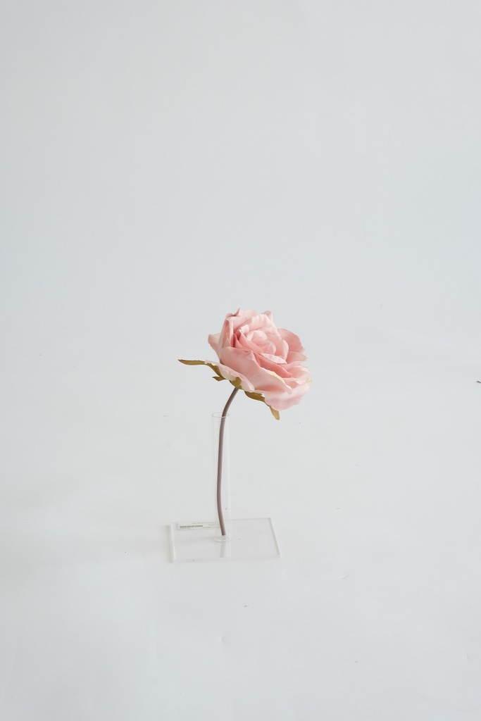 rose / tige