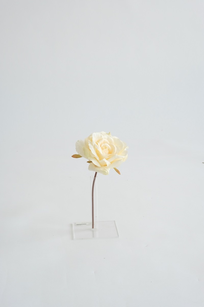 [0043530] rose / stem (ivory)
