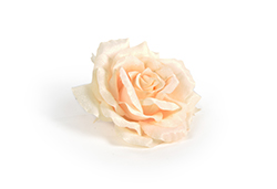 [0043467] rose (peach)