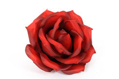 [0682229] rosehead 'XL'