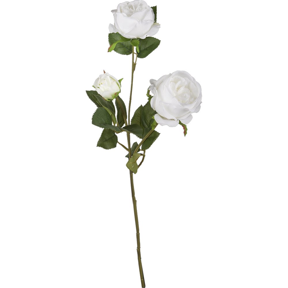 branche de rose