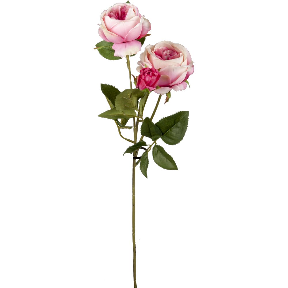 branche de rose