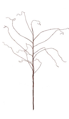 [0683161] branche salix