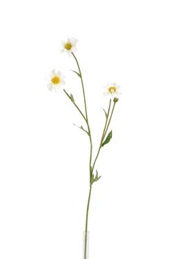 branche scabiosa