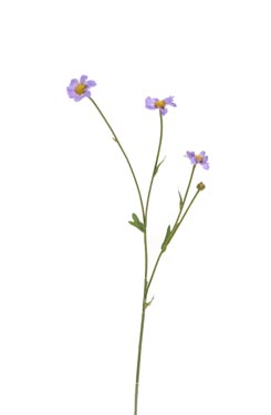 scabiosa takje