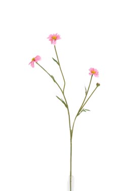 scabiosa takje
