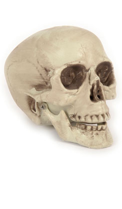 skull