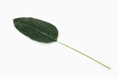 [0688412] feuille spathiphyllum