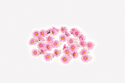strooibloemen