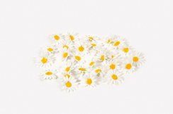 [0685621] fleurs à parsemer 'marguerites'
