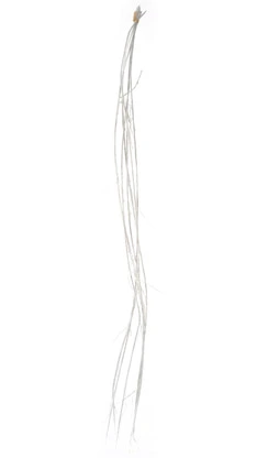 bundle of branches 'kalix'