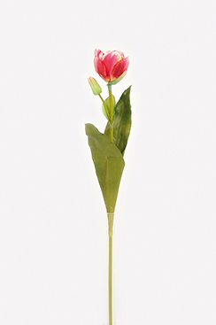 tulip 'deluxe'