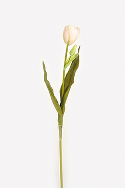 tulp 'deluxe'