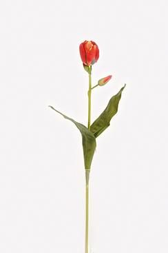 [0685905] tulipe 'deluxe' (rouge)