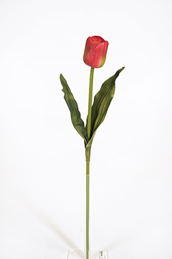 tulipe/tige