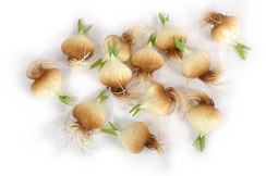 bulbes de tulipes