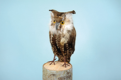 [0684935] sitting owl