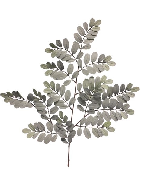 valse acacia' tak