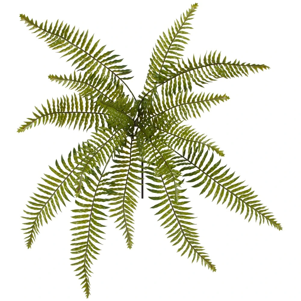 fougère