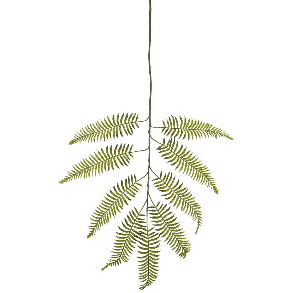 branche de fougère verte