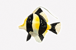 poisson 'papillon'