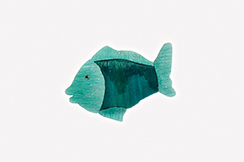 fish 'suzi aqua'