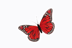 vlinder met veren