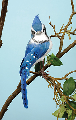 oiseau 'exotic'