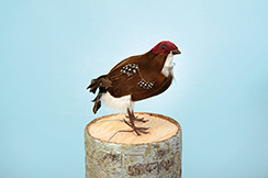vogel 'patrijs'