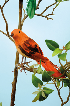 oiseau 'robin'