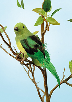 bird 'robin'