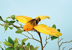 oiseau 'robin' volant