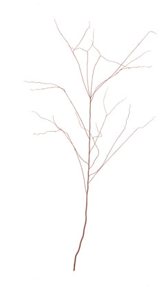 [0683760] willow branch