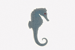 [0681927] hippocampe 'paper'