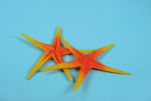 [0054541] étoile de mer (orange)
