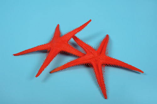 étoile de mer