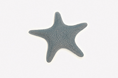 starfish 'paper'