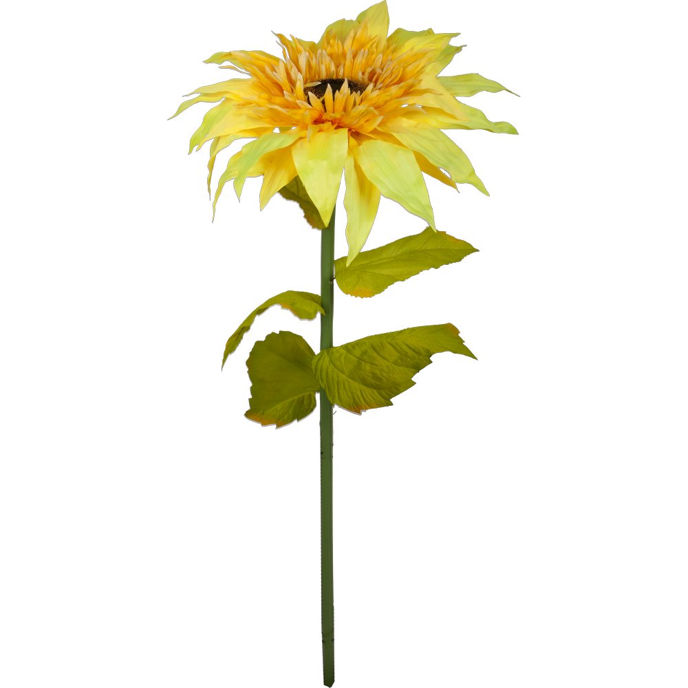 sunflower XL