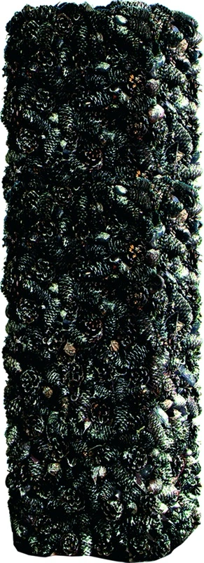 colonne pomme de pins