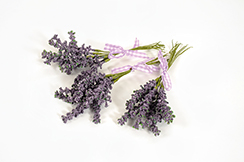 [0682128] botte de lavende 'Provence'