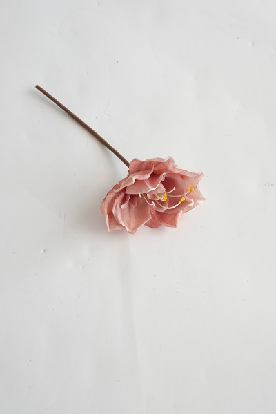 [0043532] amaryllis / stem