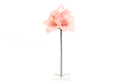 [0043469] amaryllis