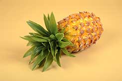 [0689023] pineapple (12x28cm)