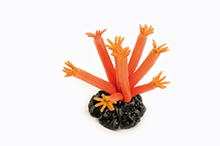 [0682110] anemone