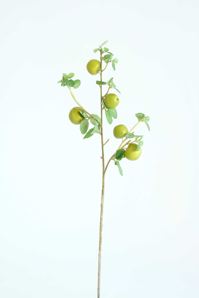 apple tree branch